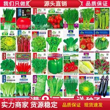 蔬菜种子香菜籽四季阳台盆栽生菜番茄萝卜上海青菠菜种籽孑子大全