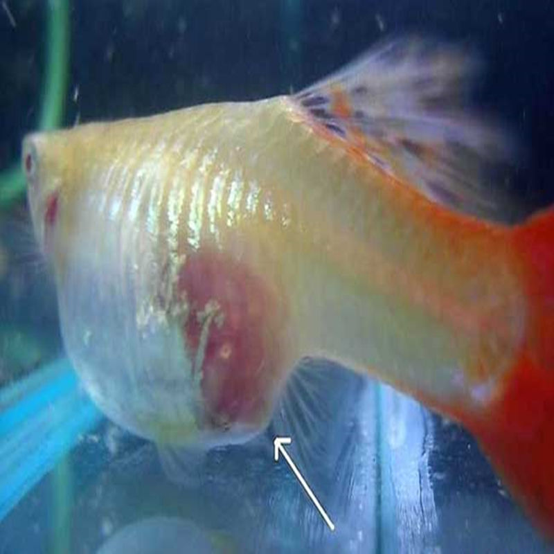 台湾纯种精品孔雀鱼孕母怀孕临产怀孕小鱼观赏鱼热带鱼凤尾活体