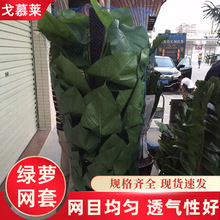 大型植物塑料保护网 花卉绿植收缩蓝色网套 发财树运输网套