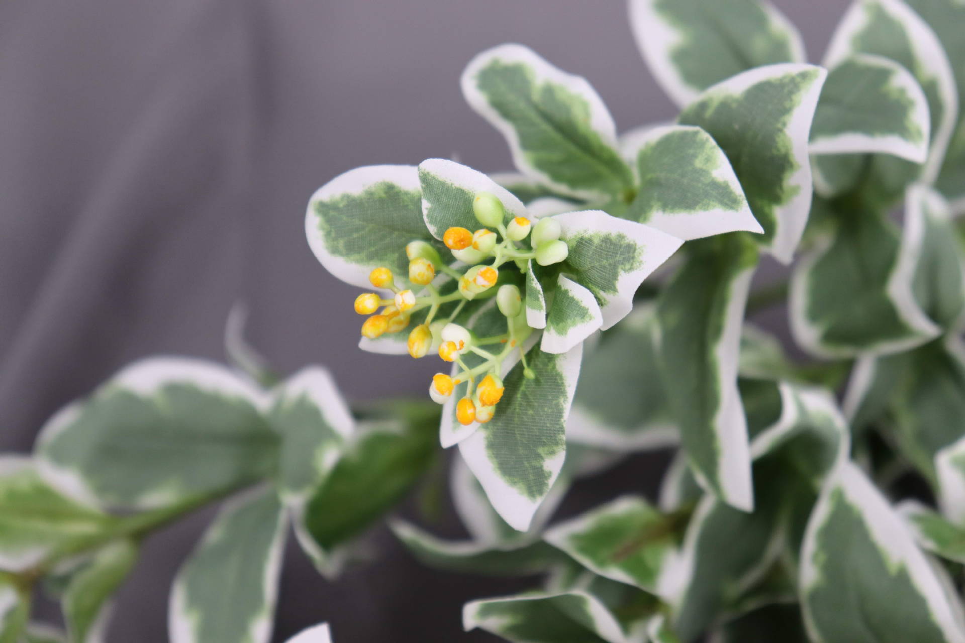 厂家直销5叉银边叶家居摄影装饰工程摄影装饰银边叶仿真果子