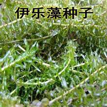【买5斤送1斤】伊乐藻种子 伊乐草种籽 吃不败水草养虾蟹水饲料