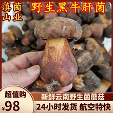 新鲜野生黑牛肝菌 野生菌云南特产500克一斤山珍食用农副产品