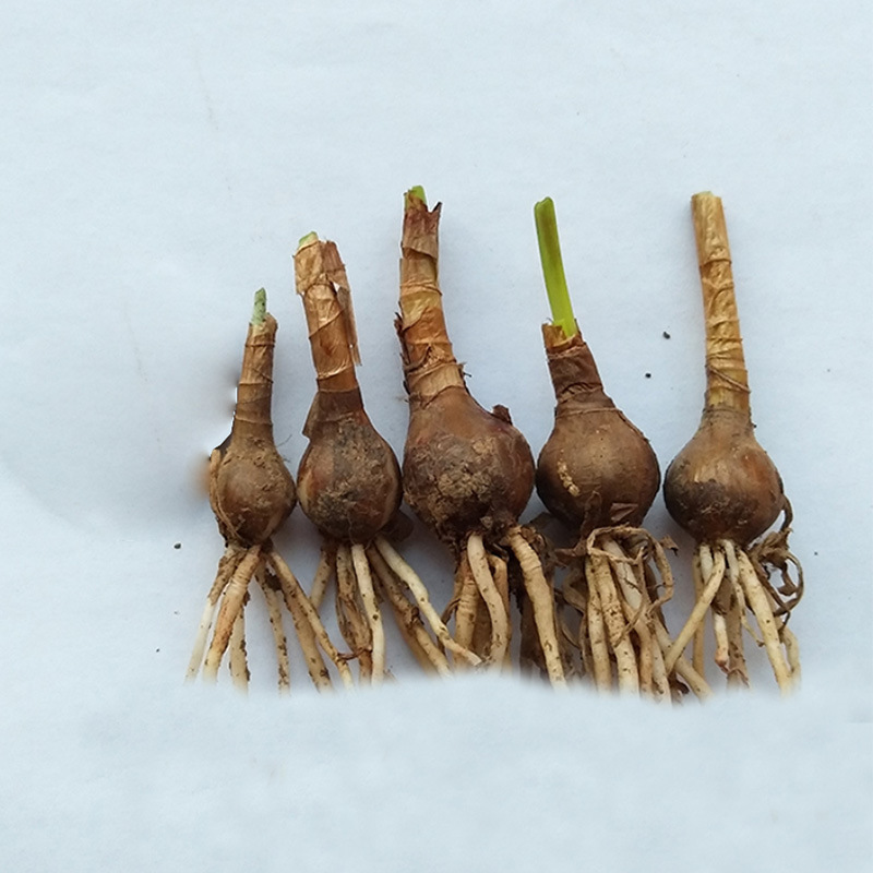 基地批发风雨兰种球 观赏葱兰盆栽球根 花苗四季植物花卉绿植韭菜