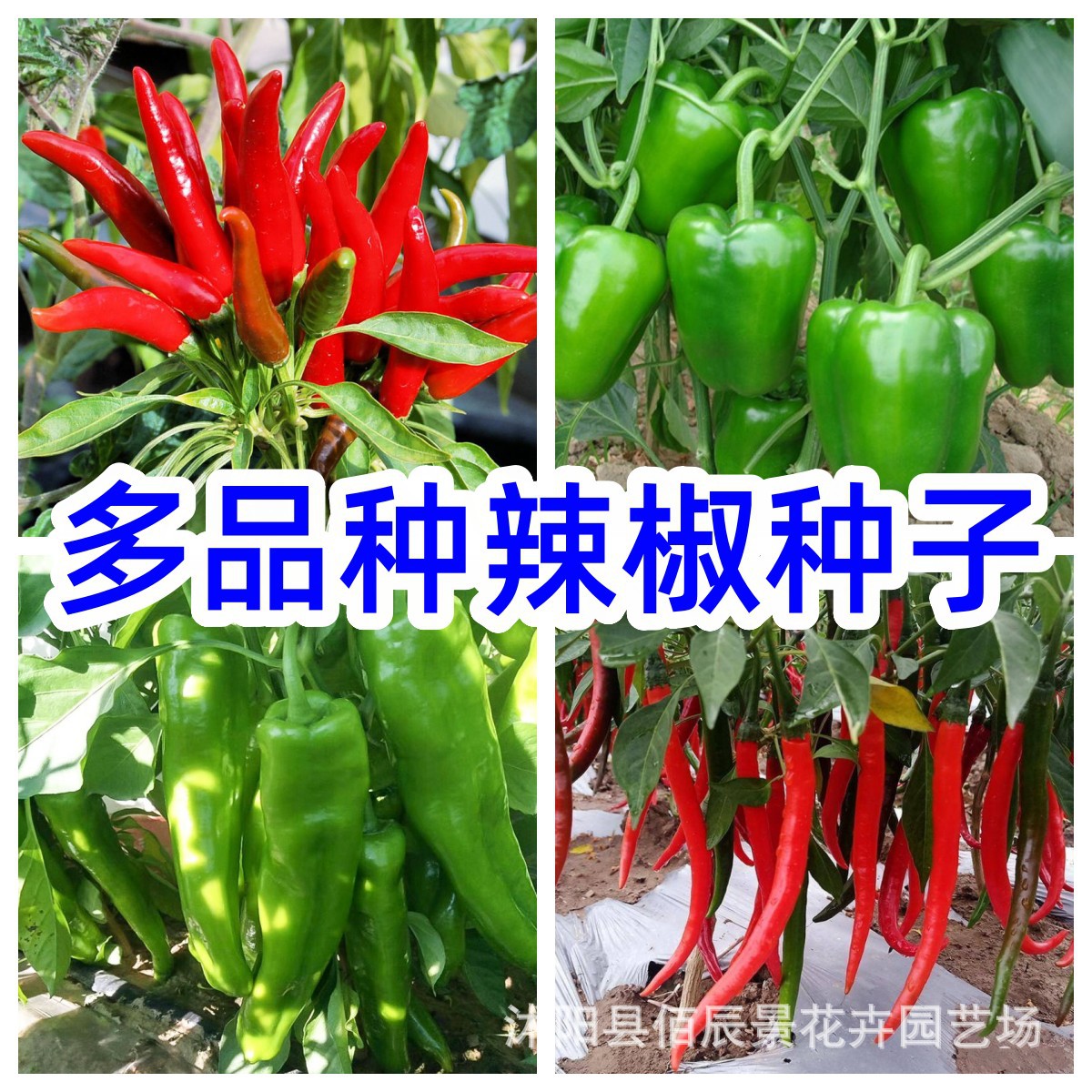 辣椒种子彩包小米辣朝天椒四季种植阳台观赏盆栽 蔬菜辣椒种籽