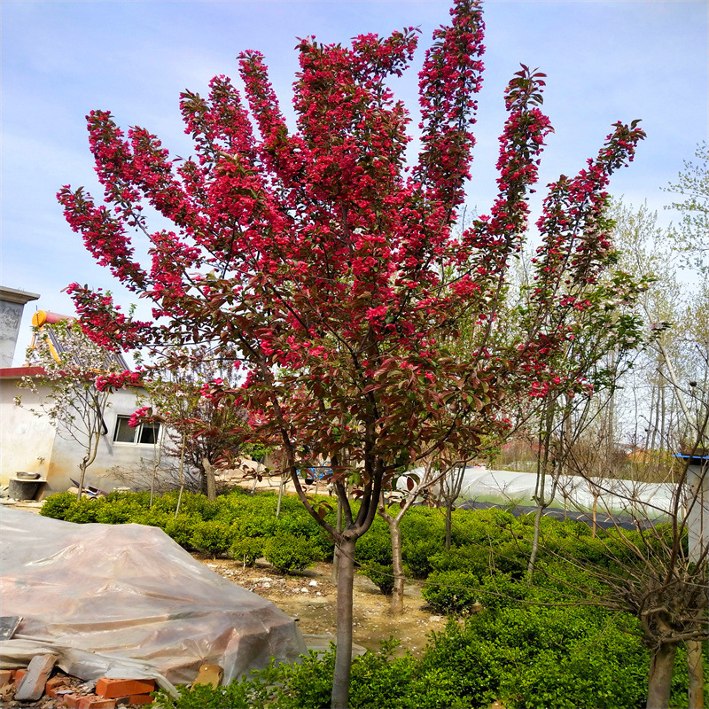 高杆海棠树苗西府垂丝北美日本海棠花树苗庭院别墅花卉植物室内外