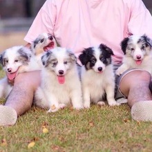 纯种边境牧羊犬幼犬活体出售赛级双血统边牧幼犬三通七白宠物边牧