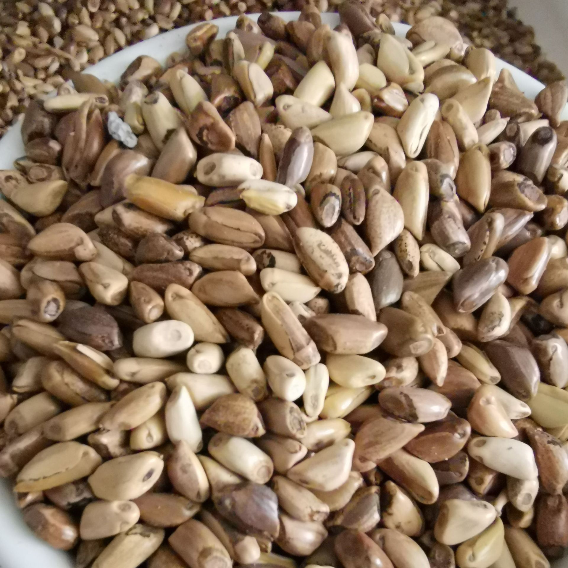 批发牧草种子 墨西哥玉米草种子 优12牛羊猪畜牧草墨西哥玉米种子