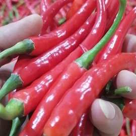 云南小米辣朝天椒辣椒放心菜鲜干皱皮微辣辣椒