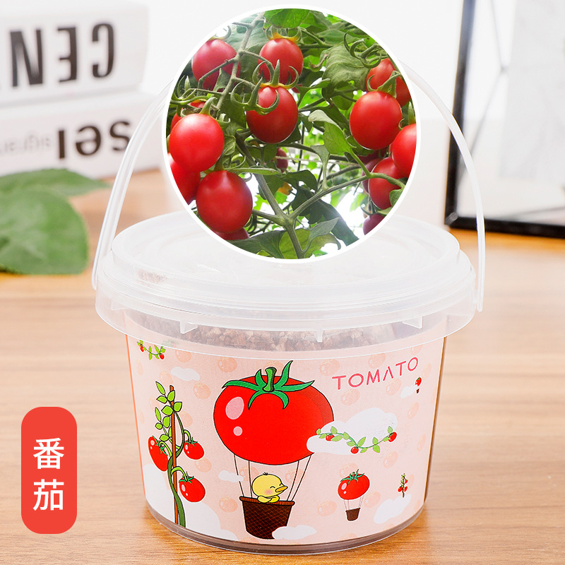 来一桶番茄创意小绿植室内盆栽植物幼儿园儿童手工草头娃娃小礼物