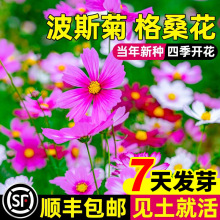 格桑花波斯菊种子重瓣百日草野花组合四季开花播种花种子好活室外