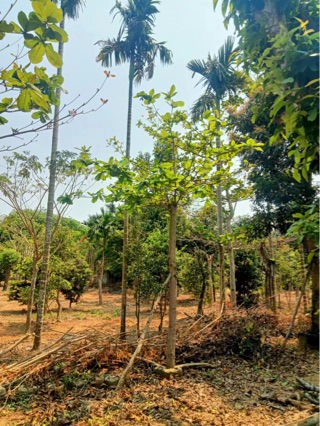 大叶榄仁 16-17公分-阿里巴巴