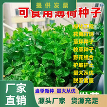 薄荷种子四季播种阳台盆栽观赏食用易种清爽原厂彩包大叶留兰香