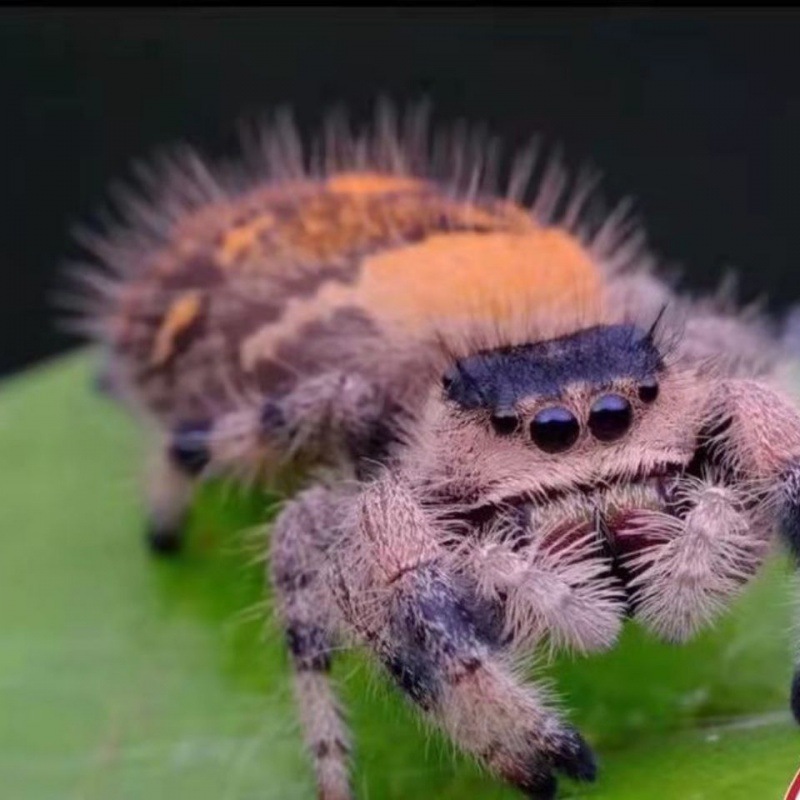 跳蛛橙佛佛罗里达橙佛可上手蜘蛛无毒网红宠物蜘蛛新手爬宠虫包邮