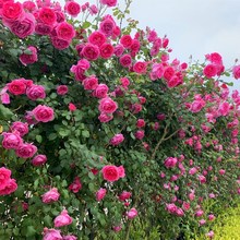 藤本月季花苗特大花浓香庭院植物室内花卉盆栽玫瑰爬藤蔷薇四季开