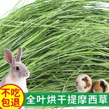 南提烘干提摩西苜蓿小麦大麦兔子荷兰猪龙猫牧叶子源工厂一件批发