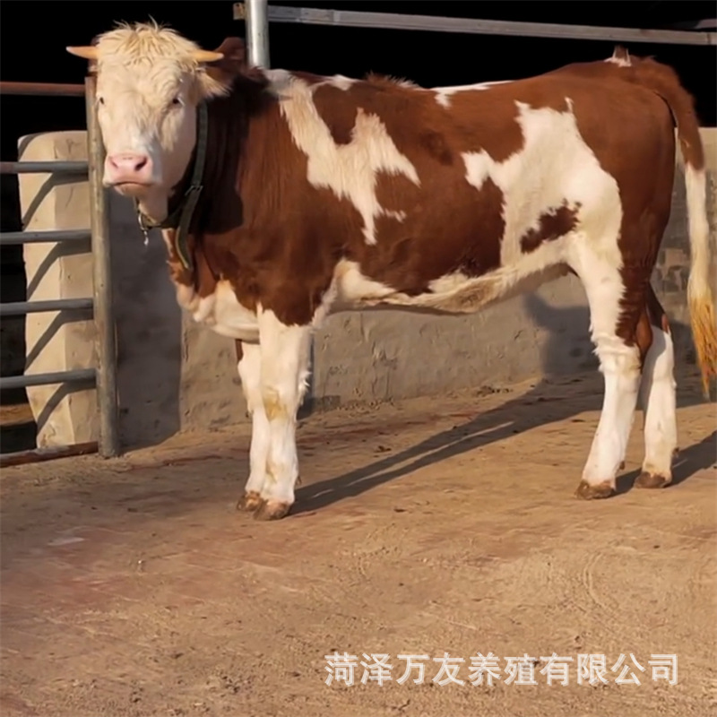 西门塔尔牛小牛犊活牛 西门塔尔牛犊价格 改良肉牛苗西门塔尔牛