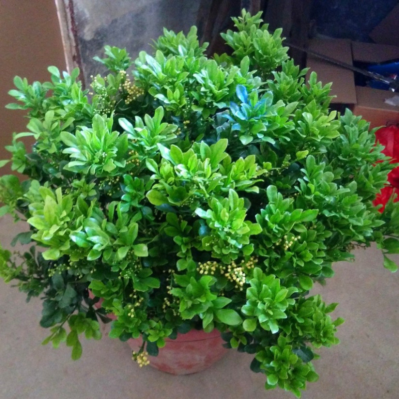 米兰花盆栽植物阳台室内香味四季不断开花浓香绿植开花的花卉米兰