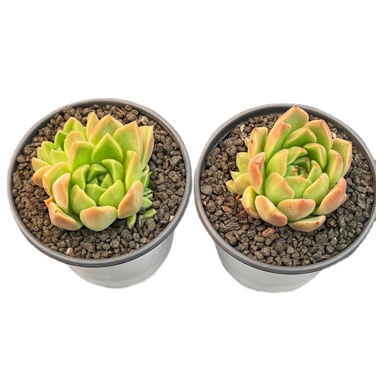 大棚批发多肉盆栽品种 金色石英群多肉植物状态品相实拍裸根出