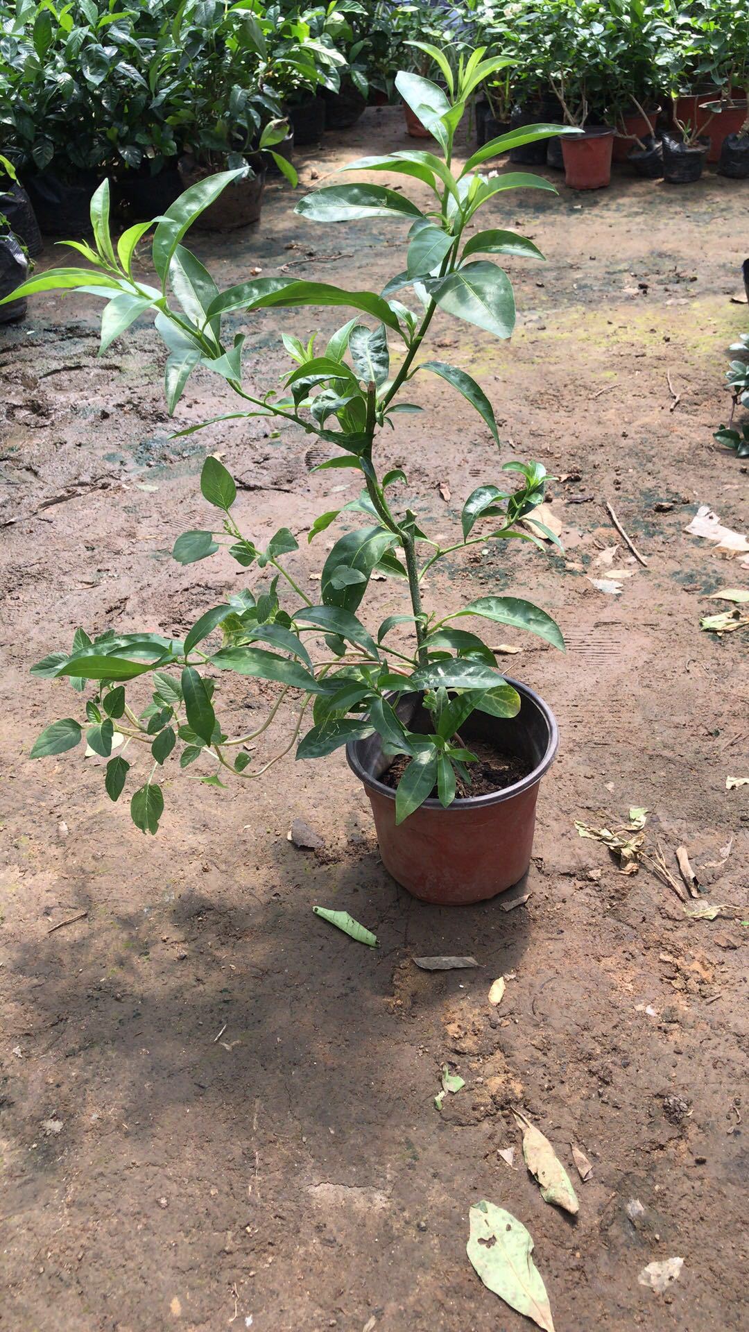 夜来香 花树苗 开花盆栽 植物 夏季阳台庭院室外绿植花苞夜兰