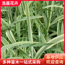 花叶芦竹盆栽小苗 冻死四季常青花苗2025年新苗 青州基地花叶芦竹