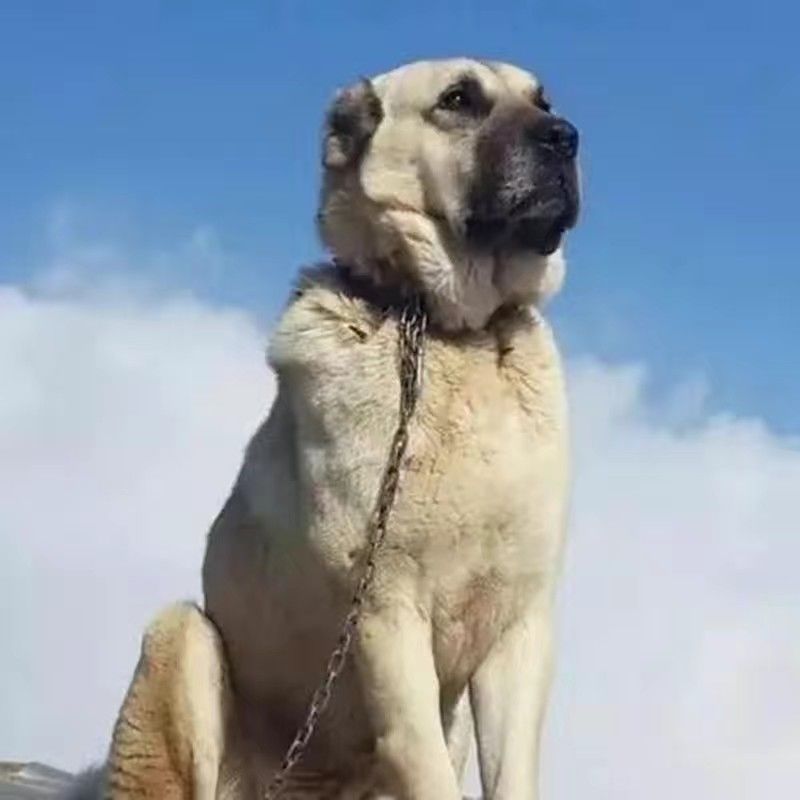 纯种坎高犬幼犬活体大骨架忠心护主放羊狗短毛大型猛犬田园中华坎