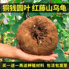 山乌龟爬藤植物盆栽室内红藤圆叶金不换阳台花园多肉块根花卉水培