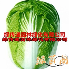 大白菜种子孑结球包头卷心菜黄芽白娃娃菜快菜胶菜四季播蔬菜种籽