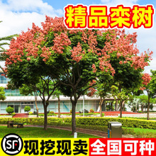 栾树树苗庭院工程园林绿化木行道风景大树四季种植南北方耐寒乔木