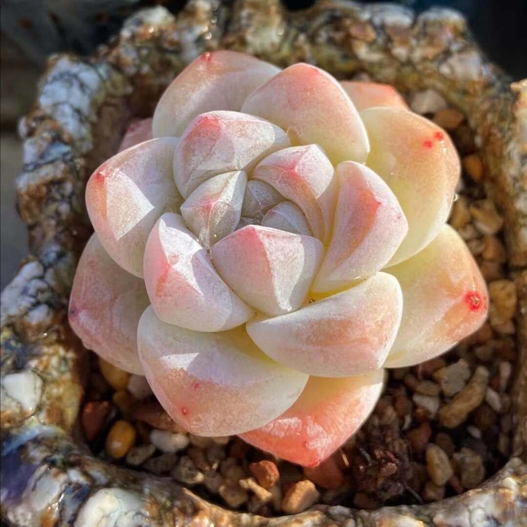 多肉植物批发 贵货经典品种冰玉稀有暗纹