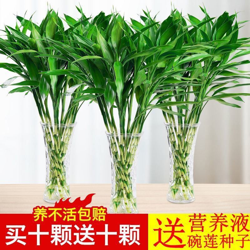 富贵竹水培植物盆栽绿植花卉室内花客厅水养绿萝竹节节高一件代发