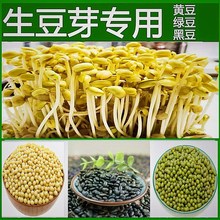 发芽黄豆发豆芽豆生豆芽豆小黑豆芽苗菜水培绿豆芽菜