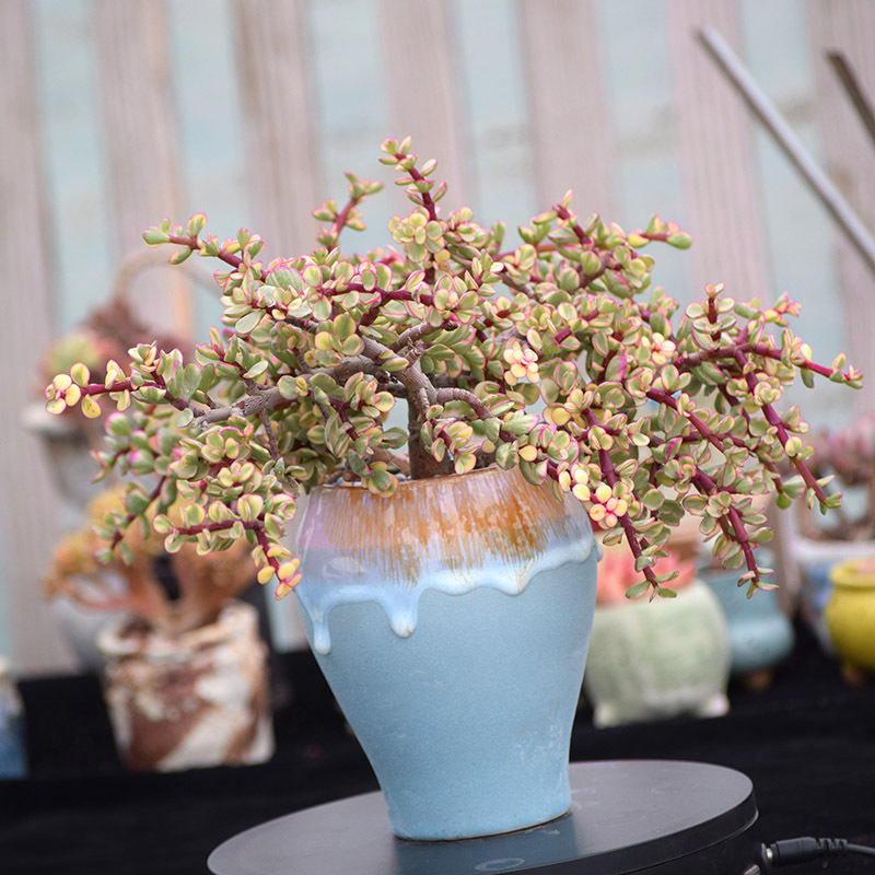雅乐之舞 造型老桩 吸甲醛防辐射多肉植物室内阳台绿植盆栽多肉花