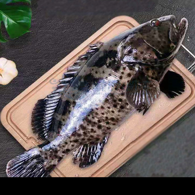 深海冰鲜龙胆石斑鱼新鲜海鲜水产特大深海鱼500-750g/条