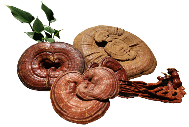 灵芝多糖30% ganoderma polysaccharide 灵芝浸膏 灵芝提取物1kg