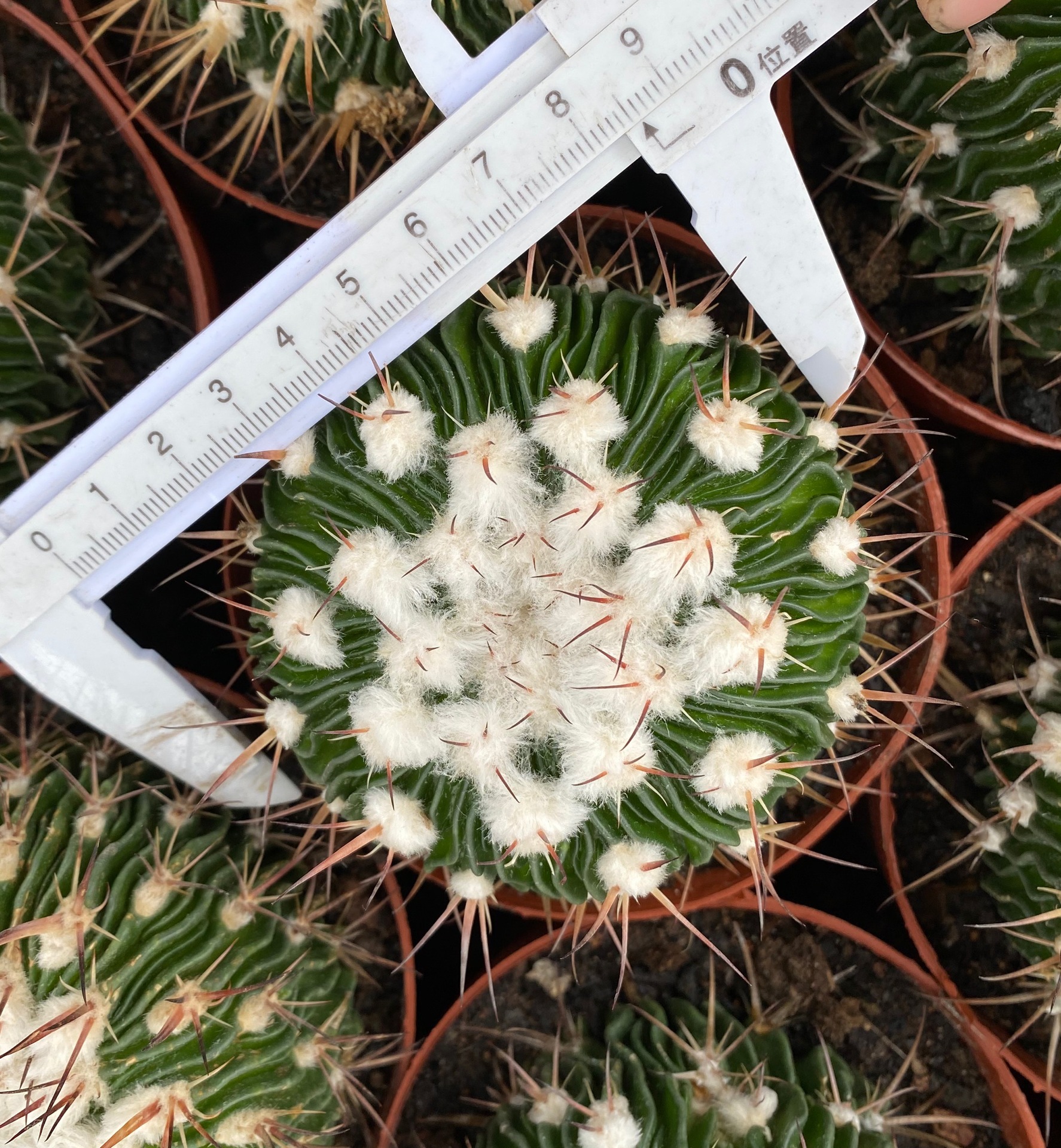 雪顶多棱玉 雪白高绒毛 仙人柱 多肉植物盆栽 办公室盆景基地批发