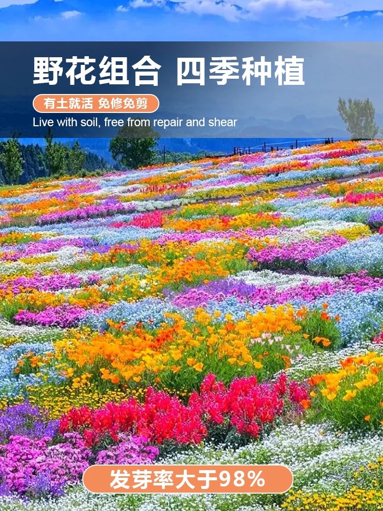 野花组合四季种植开花室外庭院格桑花花籽太阳花种子易活花种籽子