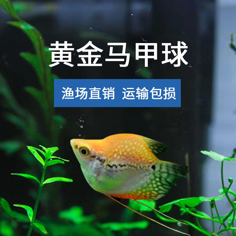 渔场直发 大号3-4cm 黄金马甲球鱼 球形鱼热带观赏鱼渔场大量批发
