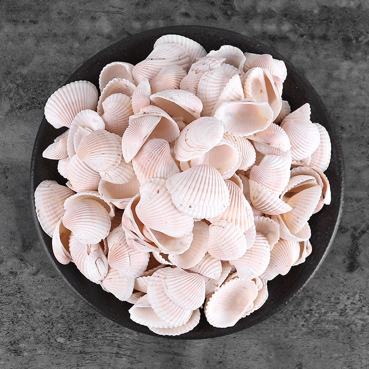 中药材 血蛤壳 蛤壳 瓦楞子 瓦屋子 瓦垄子 蜡子壳 花蚬壳 500克