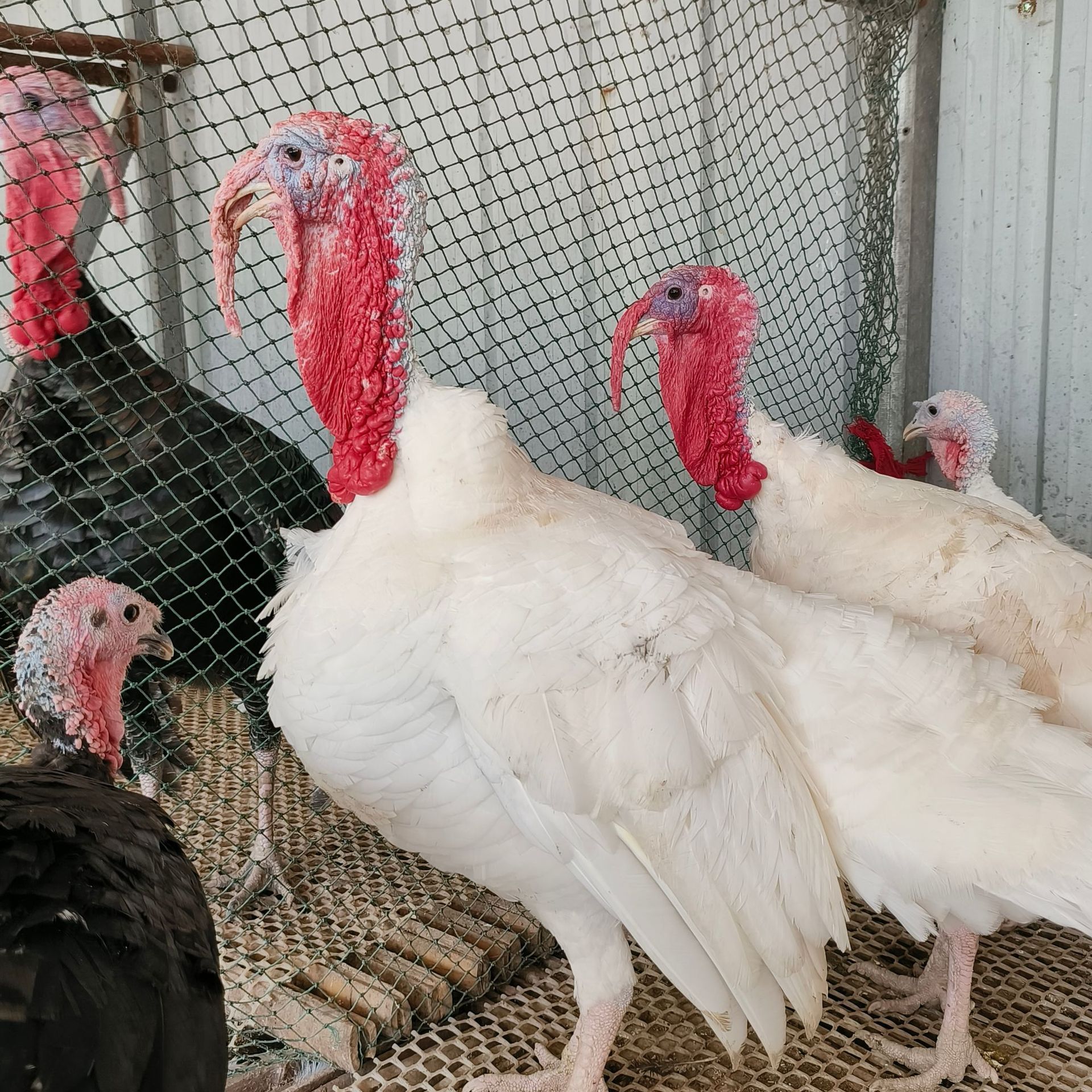 散养火鸡苗活体幼苗价格 青年火鸡出售 尼古拉火鸡脱温苗能长30斤