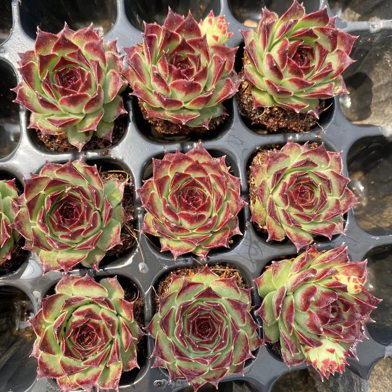 柔情 长生草系列耐寒  穴盘苗多肉植物基地直销量大从优