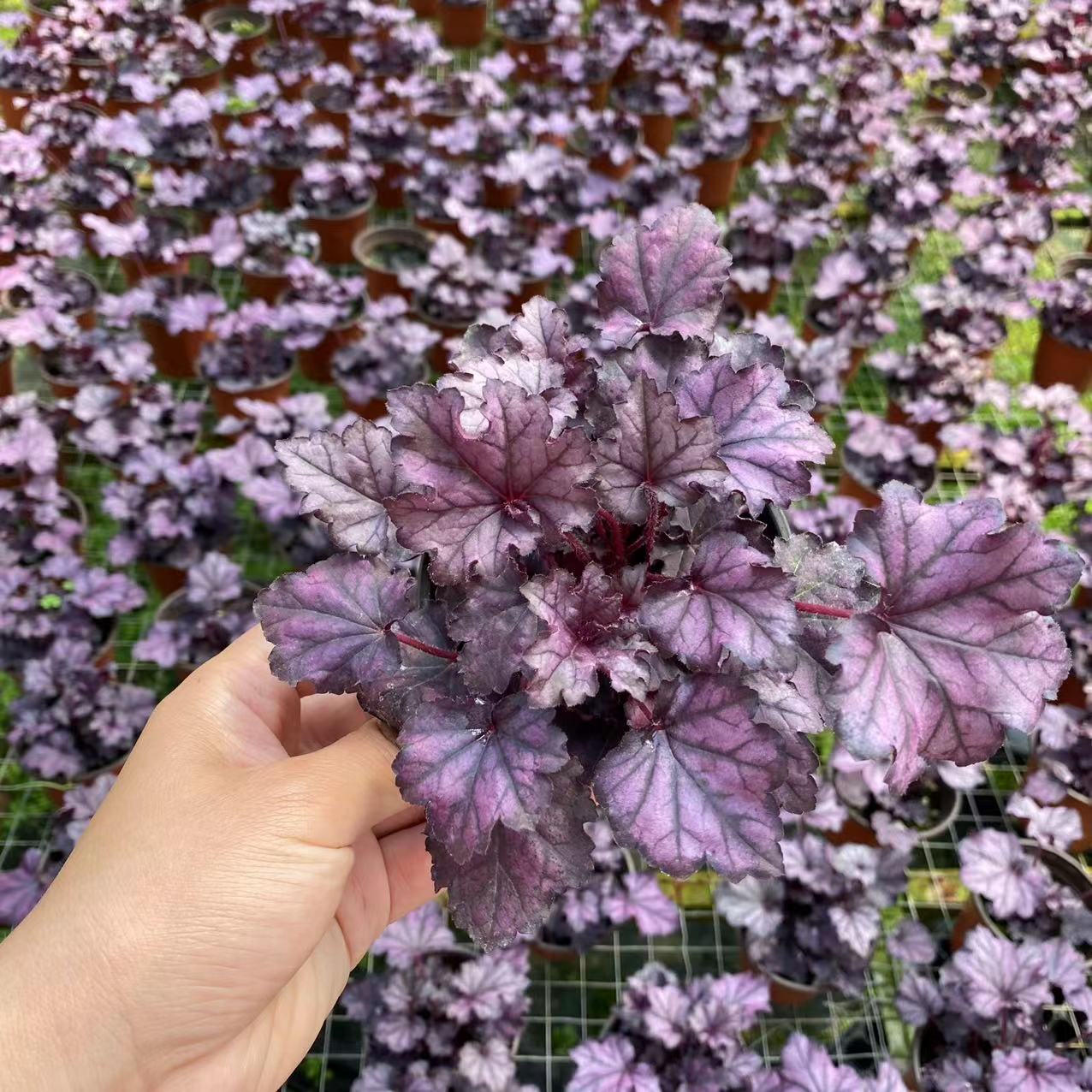 矾根90杯苗1加仑规格矾根10-15cm园林工程耐寒庭院地被植物