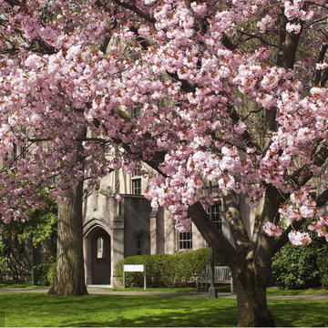 批发樱花种子日本樱花盆栽四季阳台花卉易活花籽室内种植观赏植物