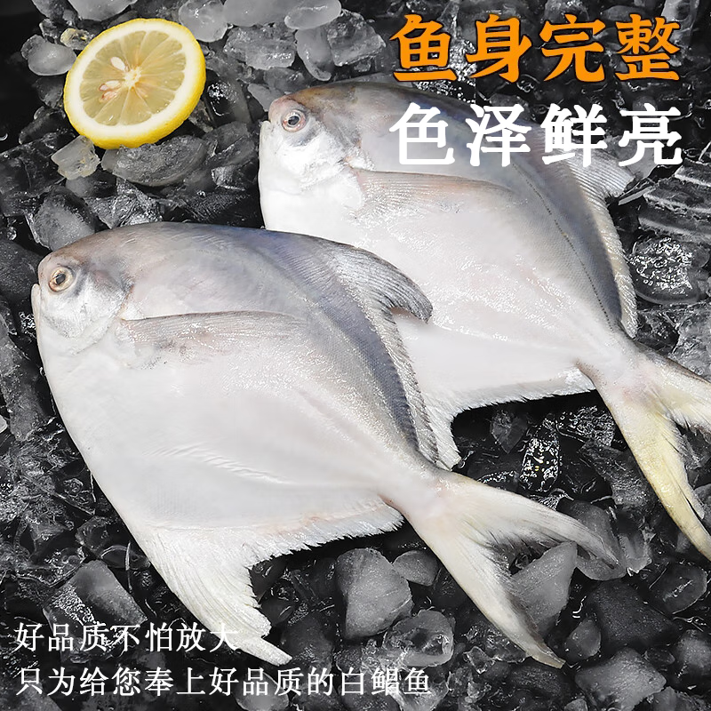 ii东海大白鲳新鲜海捕特大号银鲳鱼白鲳鱼无冰衣平鱼海鲜生鲜 鱼