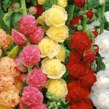 重瓣复花瓣蜀葵种子四季蔬菜花卉种子一件代发热卖爆款芽苗菜