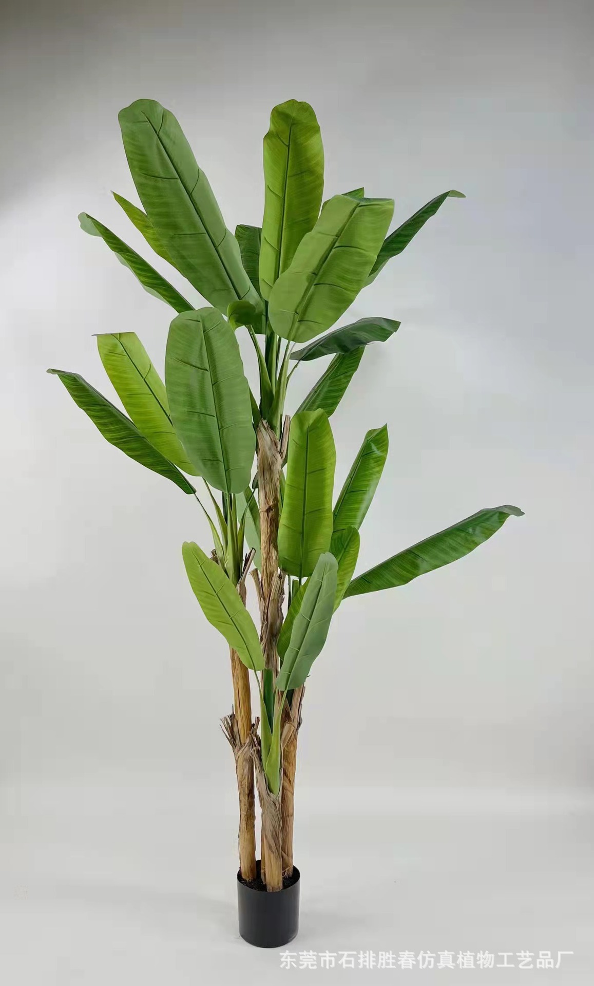 叶子像芭蕉的盆栽植物图片