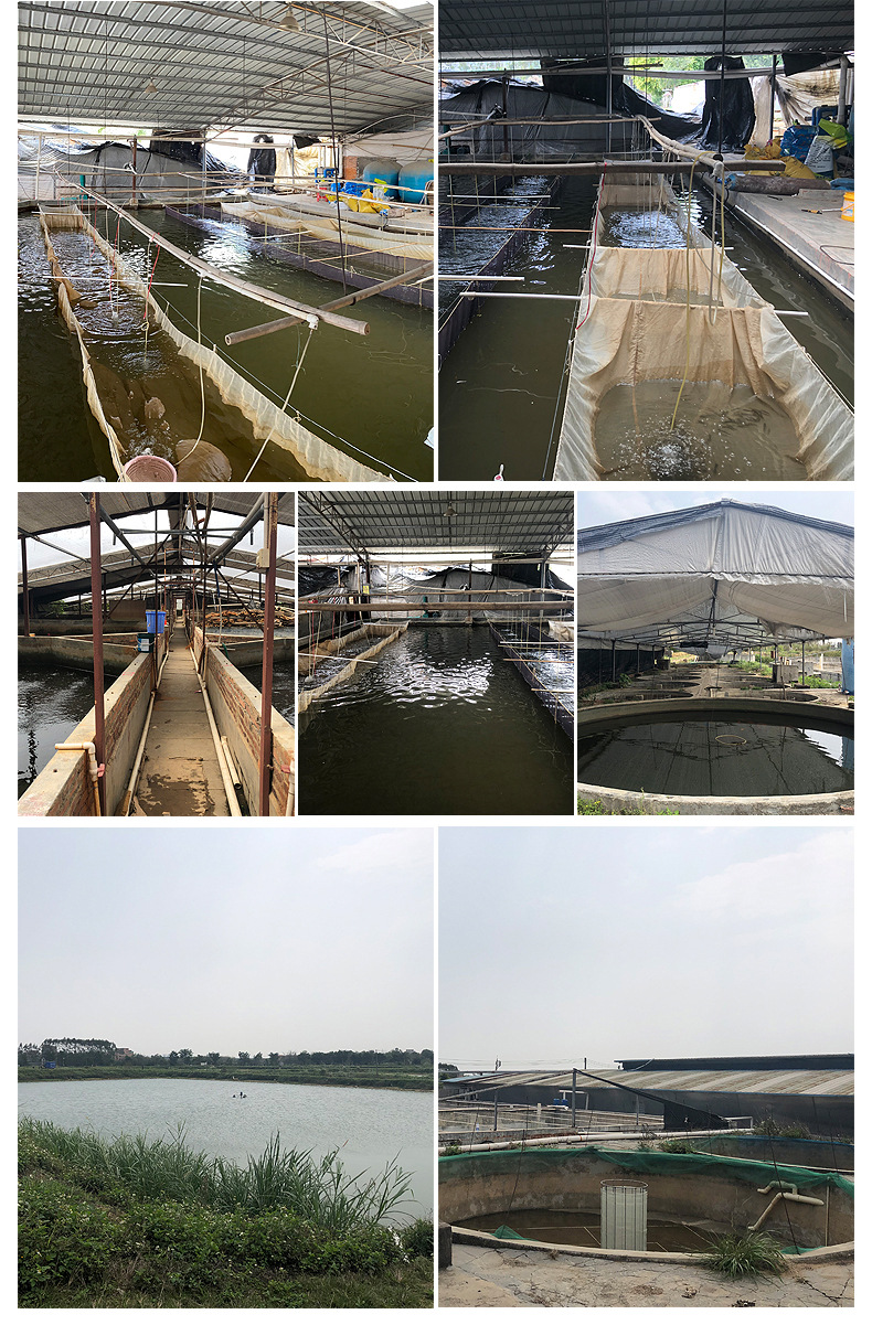 渔场批发杂交淡水生鱼苗人工养殖本地基地供应好养易活黑鱼苗批发