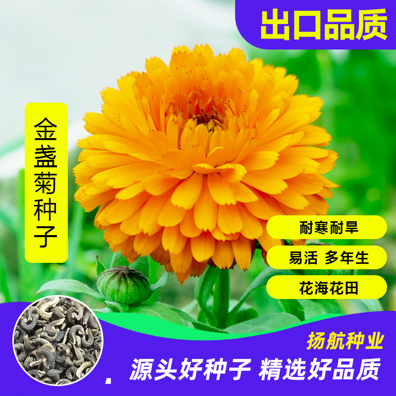 批发花种子金盏菊园林景观绿化工程庭院 春秋四季易种 金盏菊种子