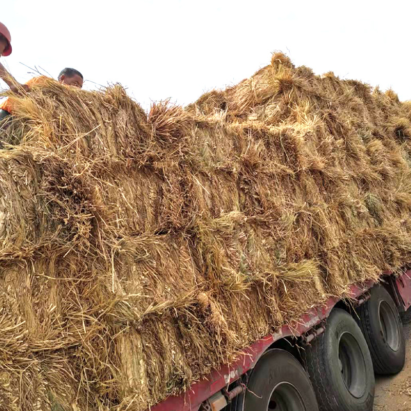 干稻草 牛羊草料 牛羊饲料 广西广东贵州云南湖南江西均可发货