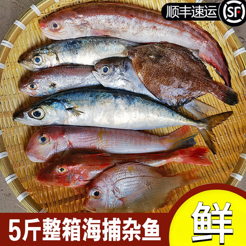 十里馋浙江宁波冷冻新鲜海杂鱼 深海鱼组合 海捕鲜活冰冻鱼类 舟