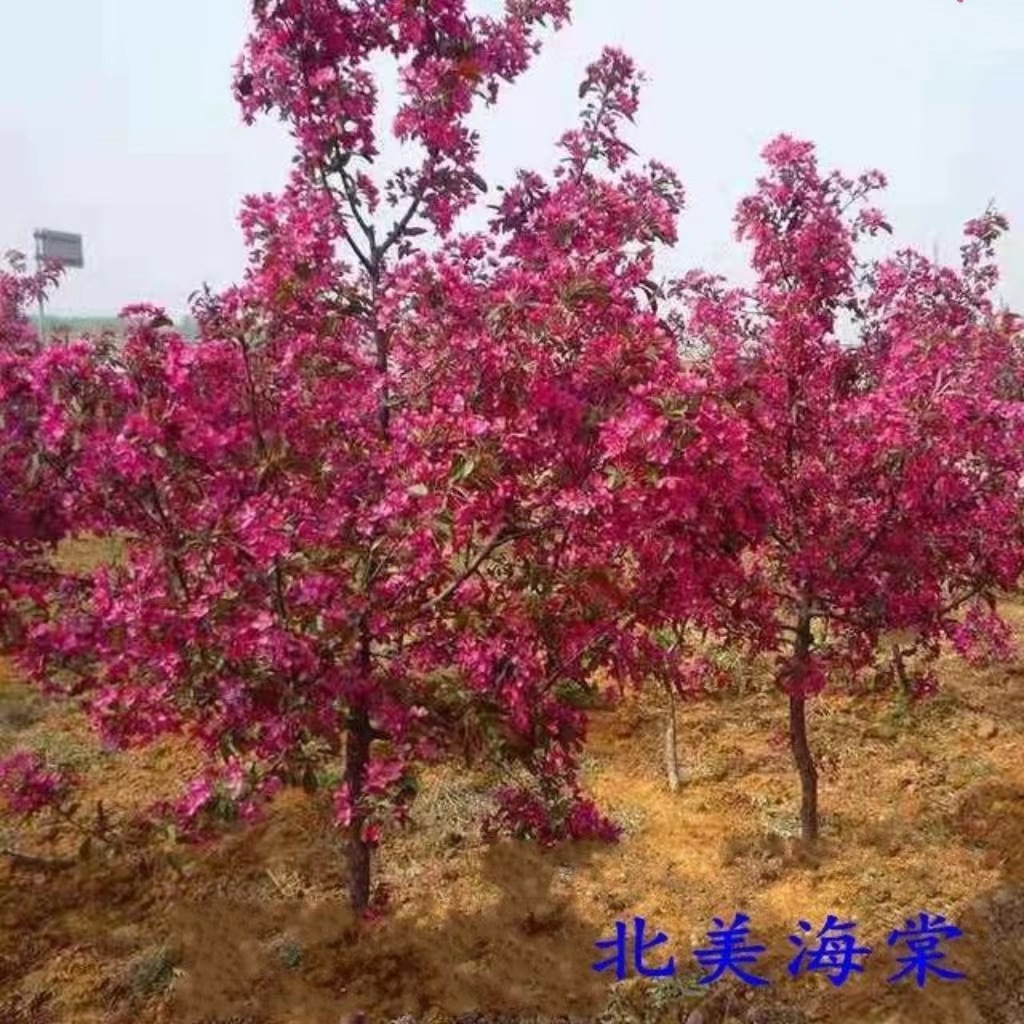 海棠树苗 西府 垂丝 北美海棠花苗盆栽花卉 庭院种植物绿化苗木